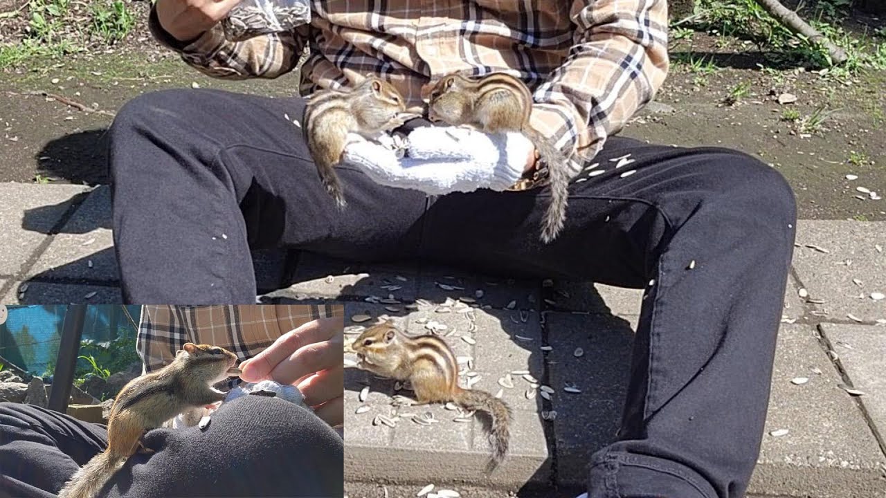 北海道  網走シマリス公園は自然と笑顔になれる癒されたスポット