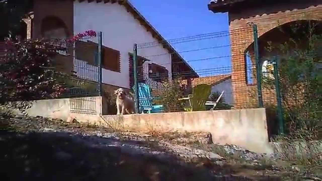 More Spanish irresponsibility for their dogs.