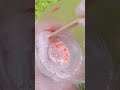 Búp bê silicone thu nhỏ | DIY #shorts