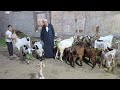 عاجل وصول صفقة جديان وماعز والده الي مزرعة المعلم احمد سلالات عالية بتاريخ 30
