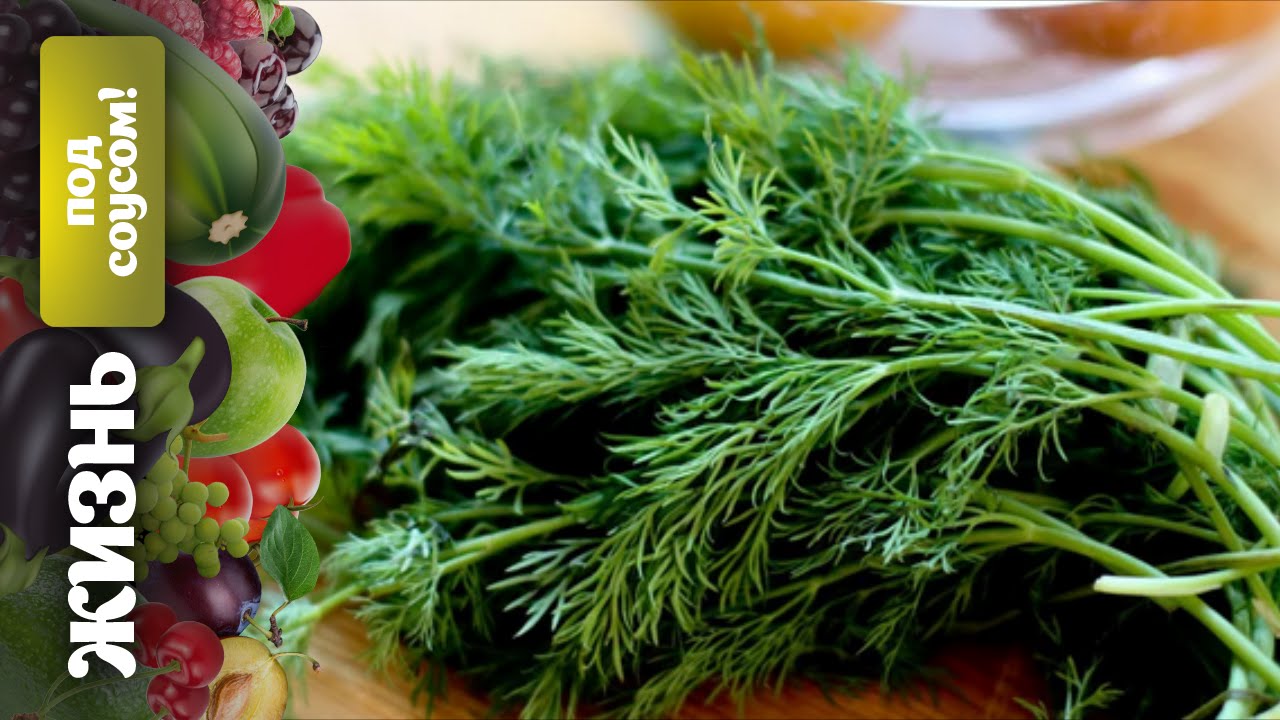 Жизнь под соусом: нежная зелень укропа
