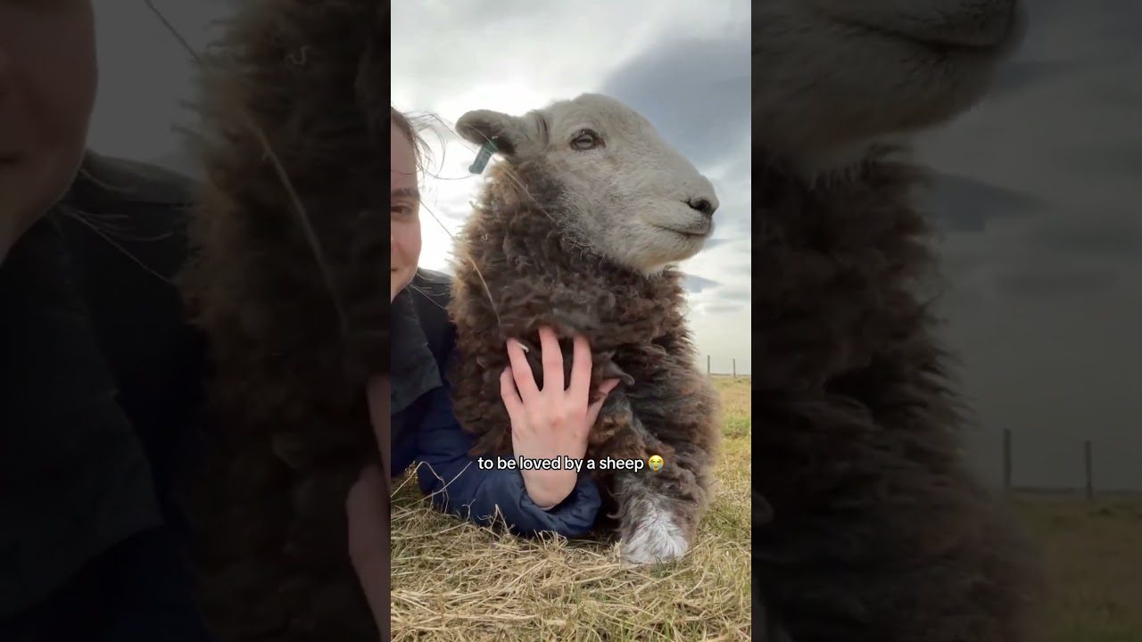 Humans + baby animals = pure love❤️