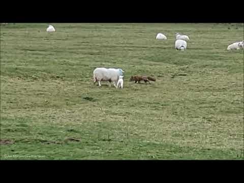 “That’s one good mumma sheep” Sheep seen scaring off "little f****r" fox from baby lamb
