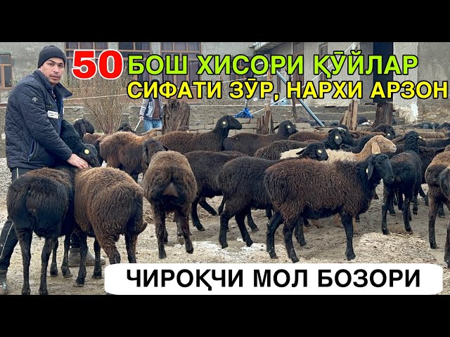 ЕЛЛИК БОШ ҚӮЙ КЕЛДИ. ☎️+998906700195 ☎️+998919459412