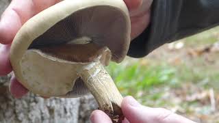 Agrocybe parasitica Agrocybe parasitica