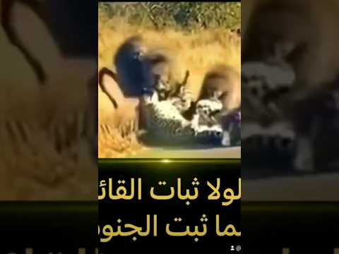 لولا ثبات القائد ما ثبت الجنود