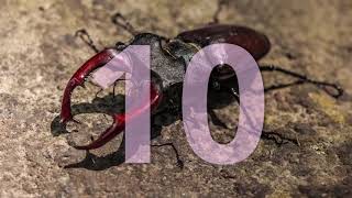10 things you didn't know about beetles