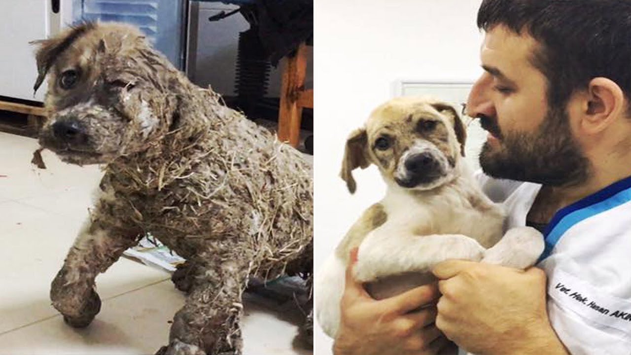 Poor puppy nearly dies after cruel kids smother him in glue but now he