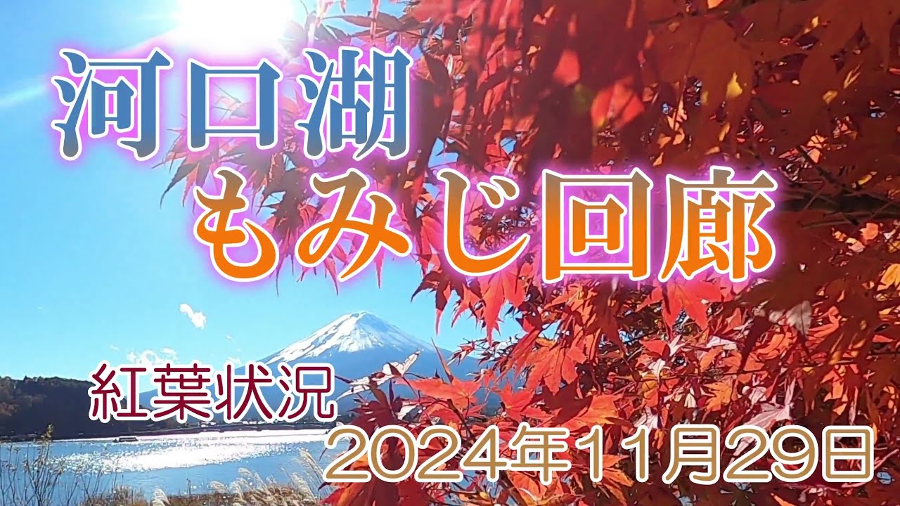 河口湖紅葉 もみじ回廊 2024年11月29日 - YouTube