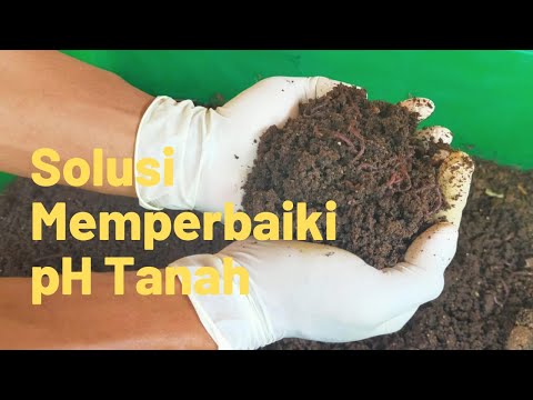 Video: Vermikompos Untuk Membuat Tanah Subur