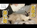 【検証】長女NG猫がまさかの添い寝‼︎ 視聴者さんのアドバイスで奇跡が起きた🐾 #61