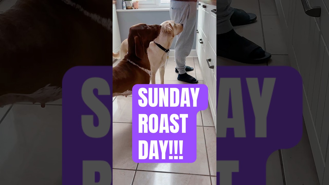 Their FAVOURITE meal of the week | It’s SUNDAY ROAST DAY 