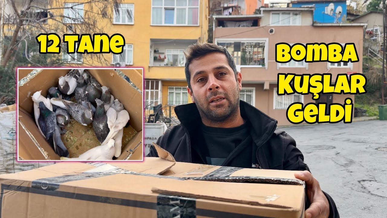 Almanyadan Harika Kuşlar Geldi 💯 Eren Acil Titrek Kobra Efanemi Buldu 🕊️ Taklacı Güvercin Oyunluşu