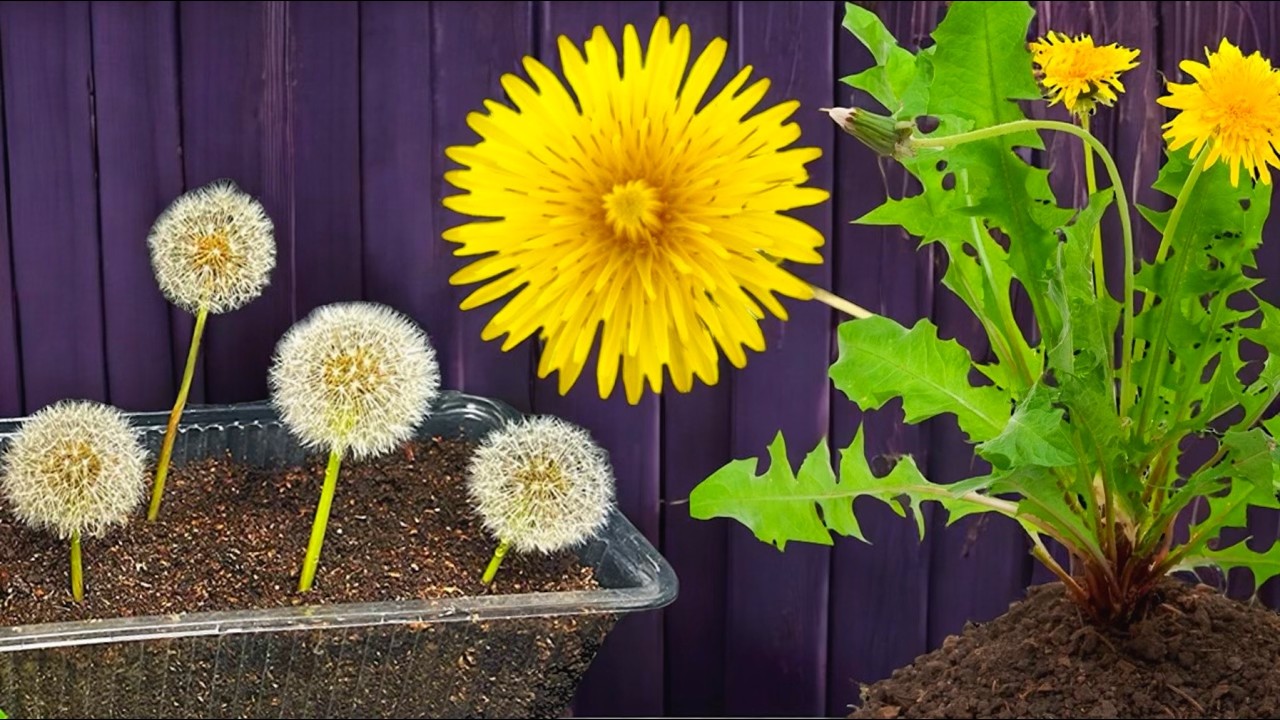 ☀️Как вырастить одуванчик дома.
