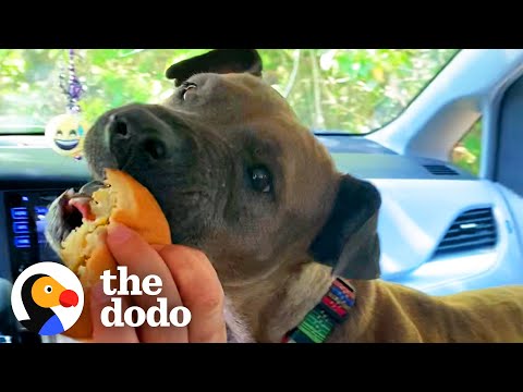 Rescue Pit Bull Loves The Drive Thru At McDonalds | The Dodo Foster Diaries