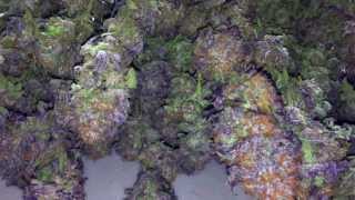 OMMPgrower Motivational Marijuana #8 - Live your Dream