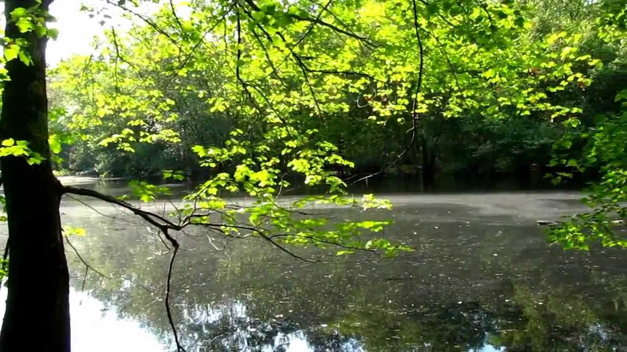 White Oak Branch WMA Pond, New Jersey