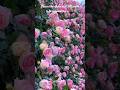 Beautiful Rose Flowers Rose Nature Garden Gardeningtips Shorts Love Lovestory 