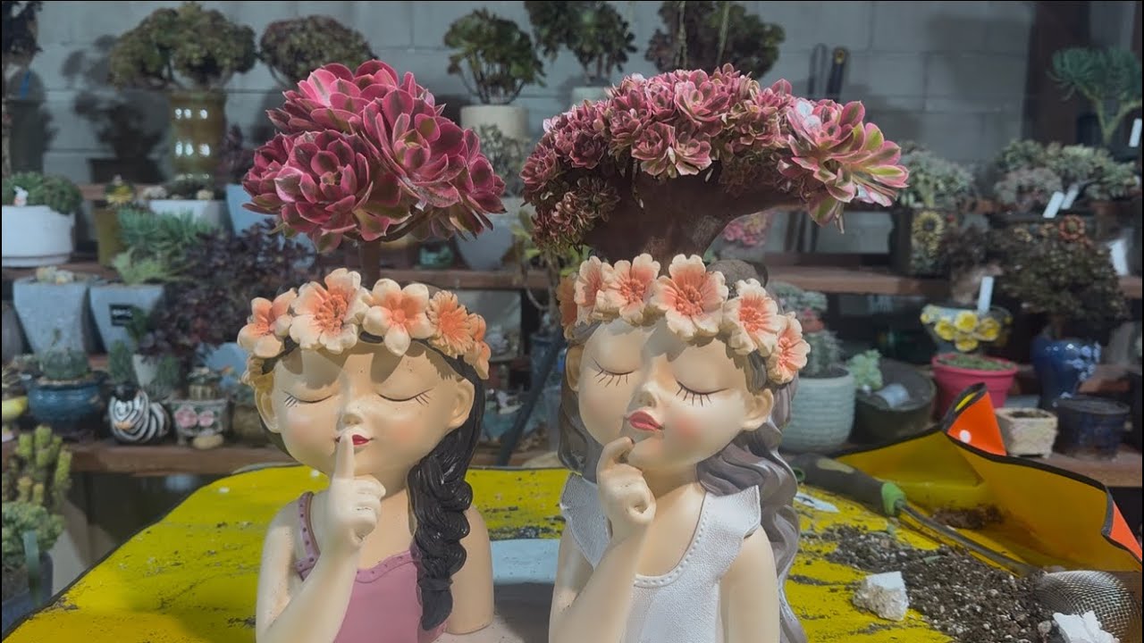 Adorable Doll Planter Makeover with Aeonium Pink Witch Crested & Cluster