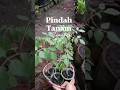 pindah tanam bibit tomat #berkebundirumah #gardening #garden #berkebun #caramerawattanaman #tomat