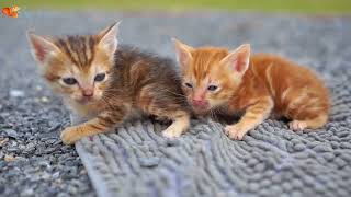 Kittens run around animals: cows, chickens, elephants, ducks - cat sounds