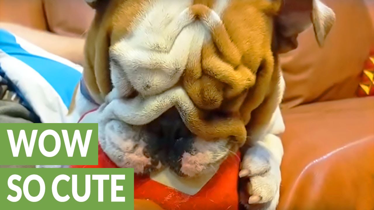 English Bulldog confuses her toy for a pacifier YouTube