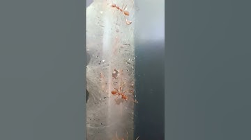 Asian Weaver Ants are known for their unique nest-building behavior, they stitch leaves together