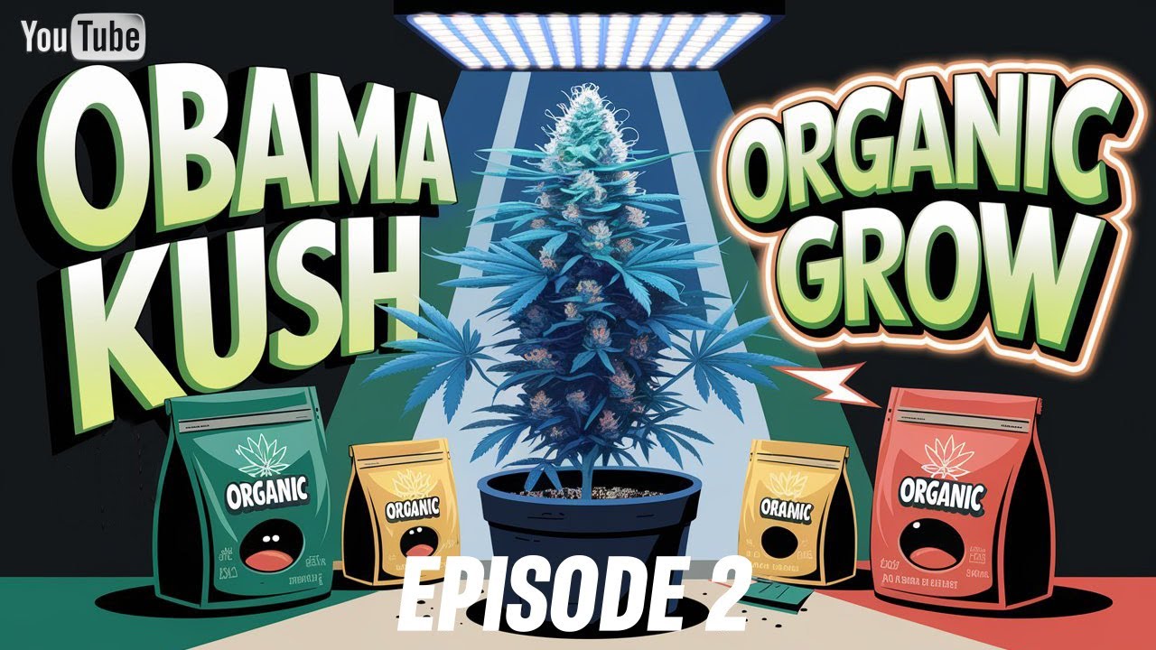 Обама Куш в «Тайне Коко» | Эпизод 2: LST и масштабные обновления для ускорения роста 🌱💧