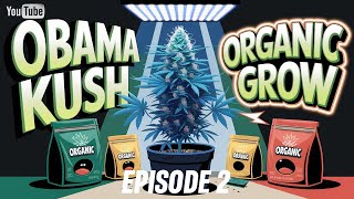 Obama Kush in Coco | Episode 2: LST & Big Upgrades For Faster Growth 🌱💧