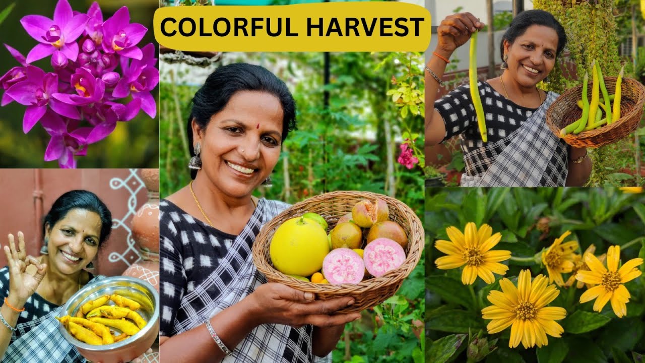 అరుదైన పండ్లు,పూలు Ground Orchids,Singapore Daisy,1 Feet Brinjal   #flowers  #terracegarden