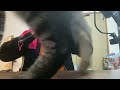 お掃除しましょうの振付動画