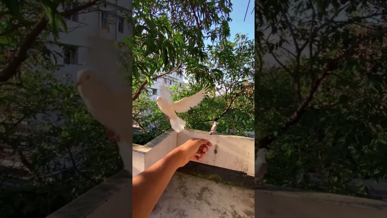 HAND PIGEON TRAINING FLY 