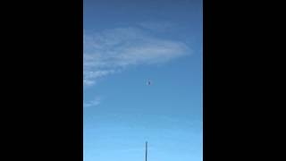 Taklaci Güvercin Boz Erkek Ankarali Bayram