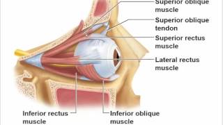 NURS 1531 Chapter 15 a eye