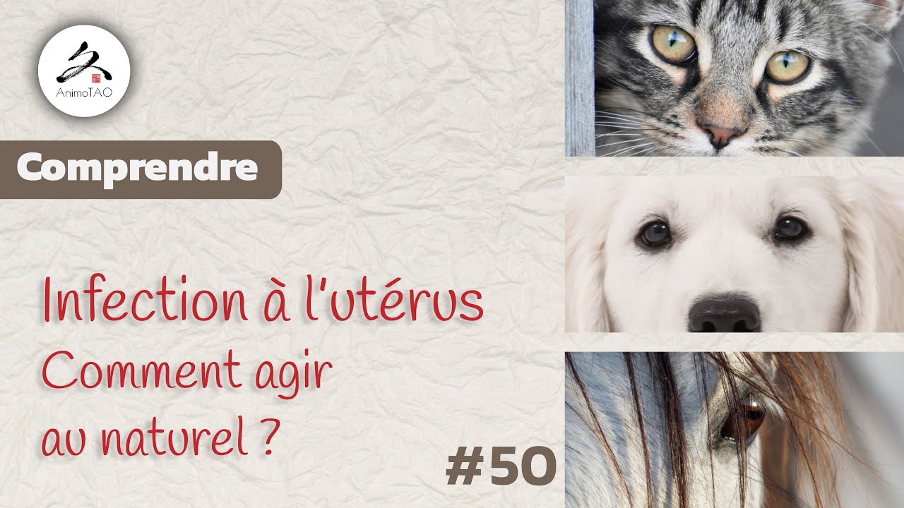 #50 Pyomètre chez la Chienne, comment agir avec la phytothérapie ?