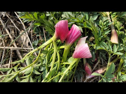 <strong>약초</strong> 산나물 <strong>자연산</strong> 보약재 먹거리 구릿대 천지다 귀하고 맛있는 산채 체취함!      #<strong>약초</strong> 산나물 #<strong>자연산</strong> ᆢ
