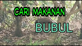 Download Lagu BULBUL CARI MAKAN MP3