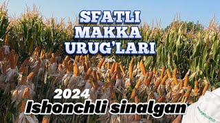 Kam suv ichadigan  makkajo’xori urug’lari 2024