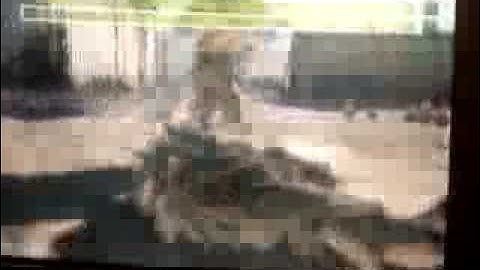 Mw2 quick scope match (rust)