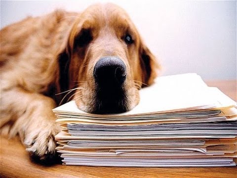 Como comemorar Leve seu cão para o Dia do Trabalho (TYDTWD)