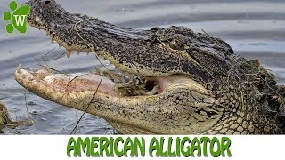 The American Alligator