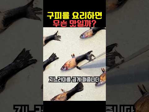 구피를 요리하면 무슨 맛일까? thumbnail