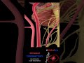 Mechanical thrombectomy stroke animation ischemicstroke