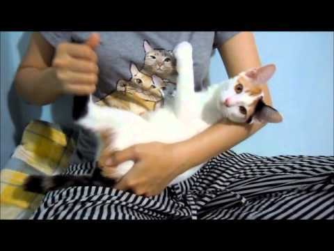 วีดีโอ: อัมพาตของขากรรไกรในแมว