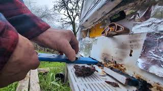 Jan 6, HiveGates pulled out to clean board and seal cracks #beekeeper #beehive #varroa #apimaye #Bee