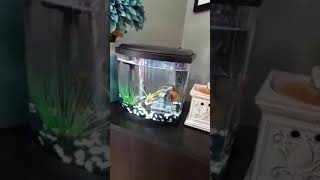 I taught my fish how to wave