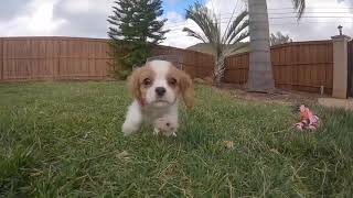 PERFECT Male AKC Cavalier King Charles Spaniel Puppy