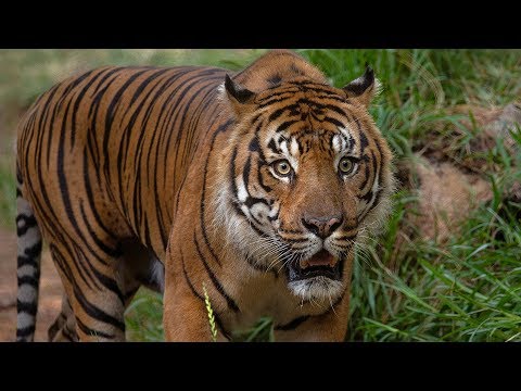 Meet the Tigers
