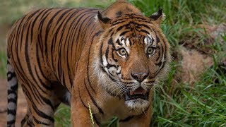 Meet the Tigers
Ready to earn your stripes? Meet the Sumatran tigers of Tiger Trail and sharpen your trivia claws. ๐
sdzsafaripark.org/
Facebook - facebook.com/sdzsafaripark
Instagram - instagram.com/sdzsafaripark
Twitter - twitter.com/sdzsafaripark
GIPHY - giphy.com/sandiegozoo Meet the Tigers