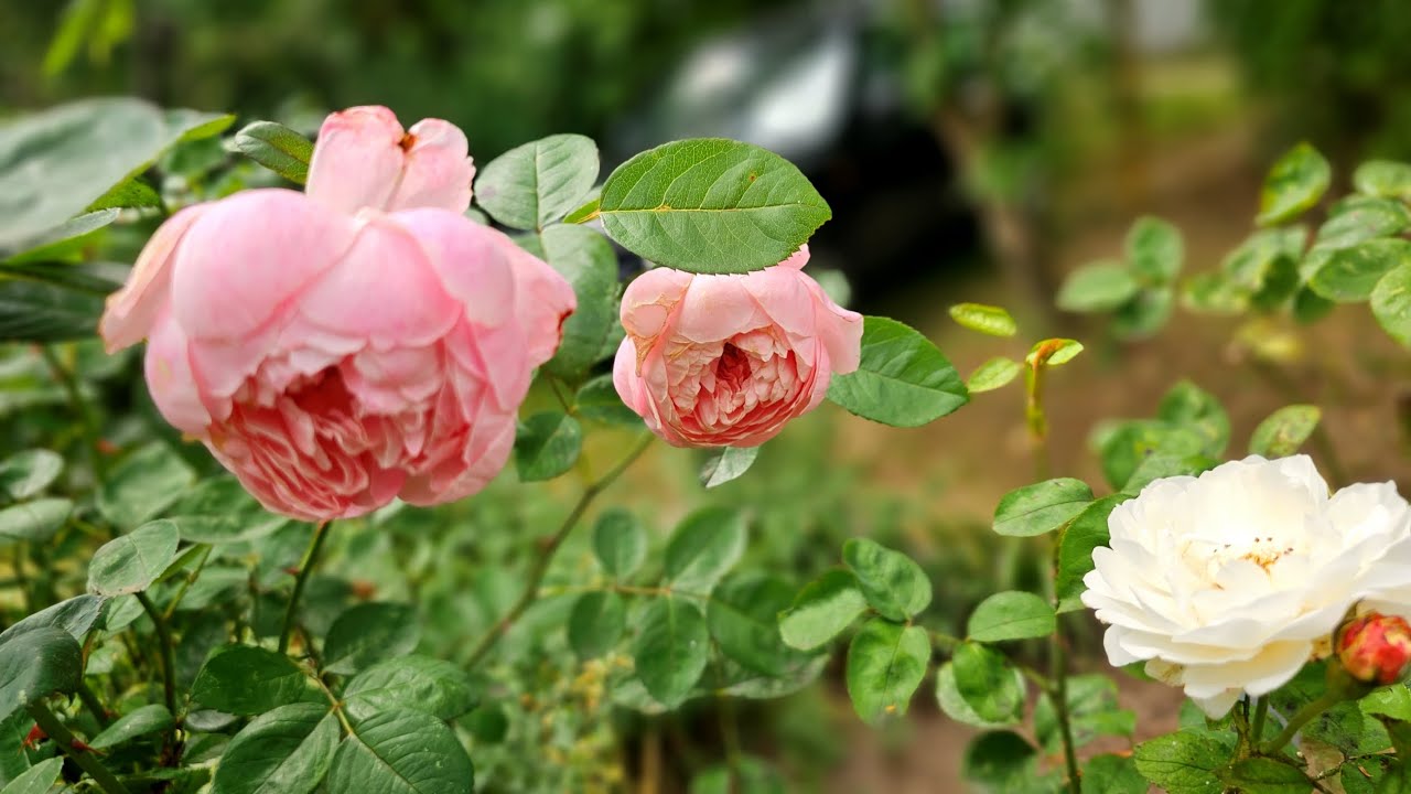 Nužydėjo dar viena vasara • Summer was blooming - YouTube